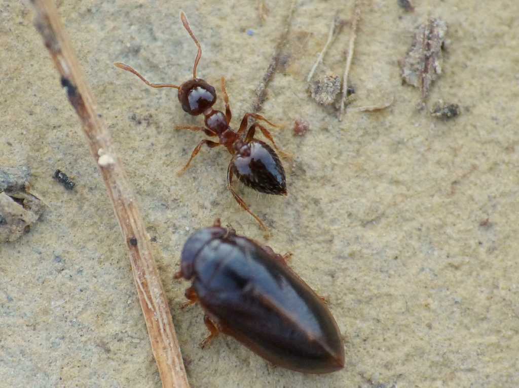 Tettigometridae presso formiche Crematogaster sordidula